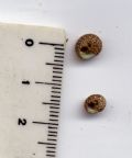 Gibbula&nbsp;nivosa